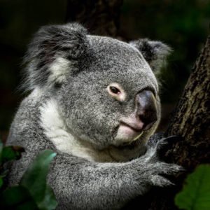 Profile photo of Koala